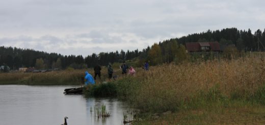 Yksinäinen valkoposkihanki katselee Kalakurkien touhuja Kurkijoen laivalaiturilla.