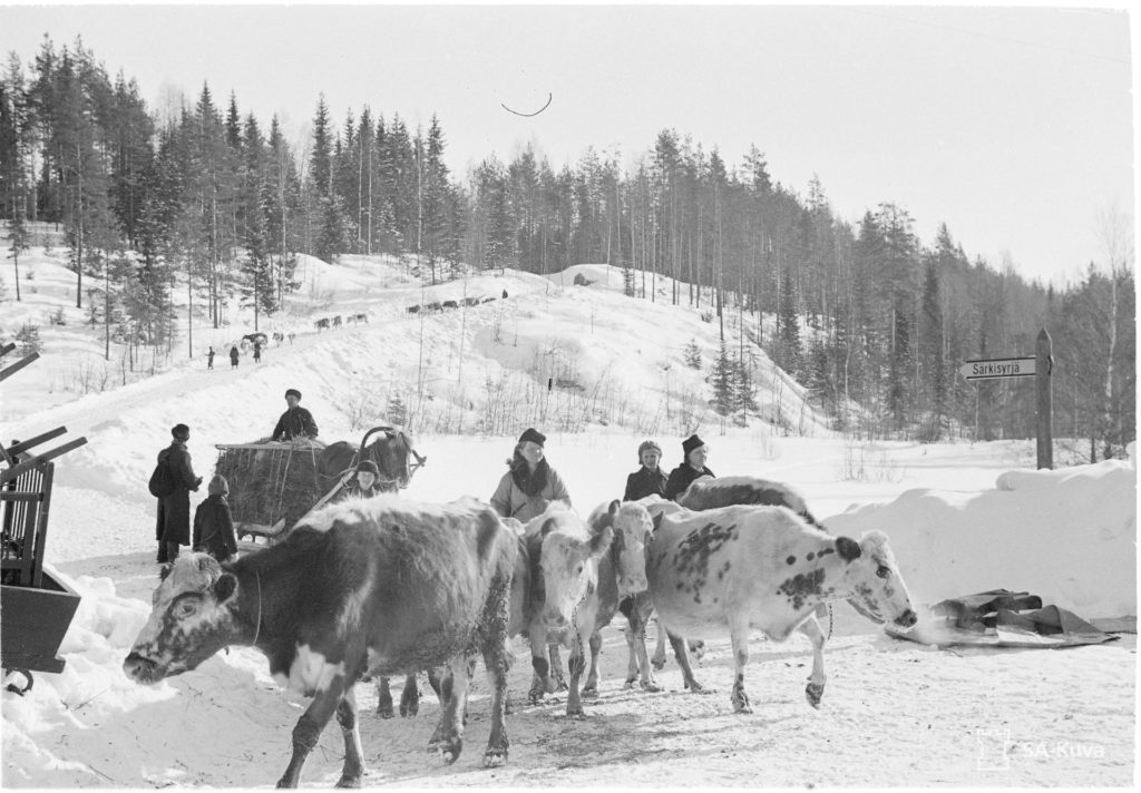 Lehmien evakuointia Särkisyrjässä maaliskuussa 1940. SA-kuva