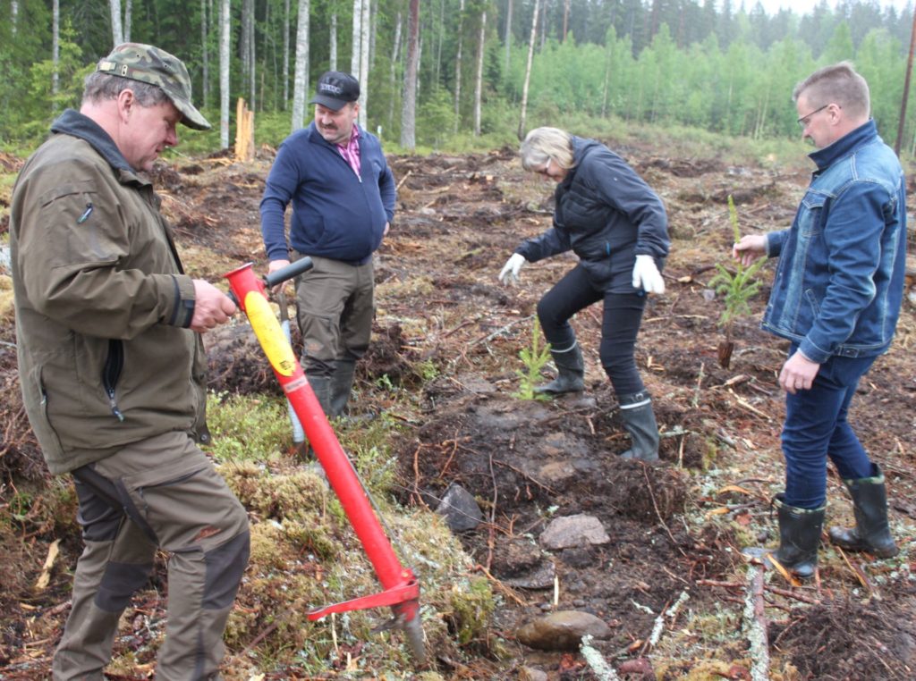 Valmiiksi muokattuun palstaan oli helppo istuttaa. Istuttajina Antti Reijonen, Pekka Ahokas, Anne Lahtela ja Pertti Hakanen.